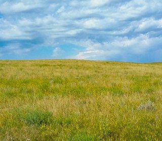 Prairie Restoration