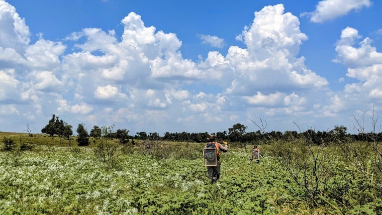 SWCA employees walking to their next shovel tests (wearing proper safety gear) during a survey in a field of vegetation in central Texas.