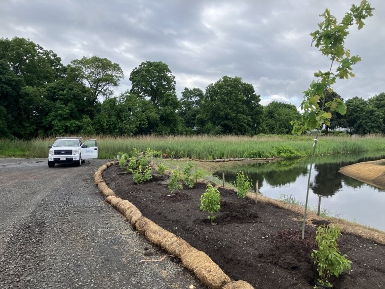 Vegetation planted, summer 2024