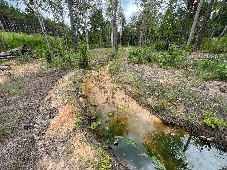 Image showing re-vegetation efforts on Gregory creek. 