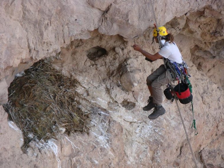 Rappelling to a golden eagle nest to set up a game camera in southern Nevada (note eaglet watching suspiciously from the nest)