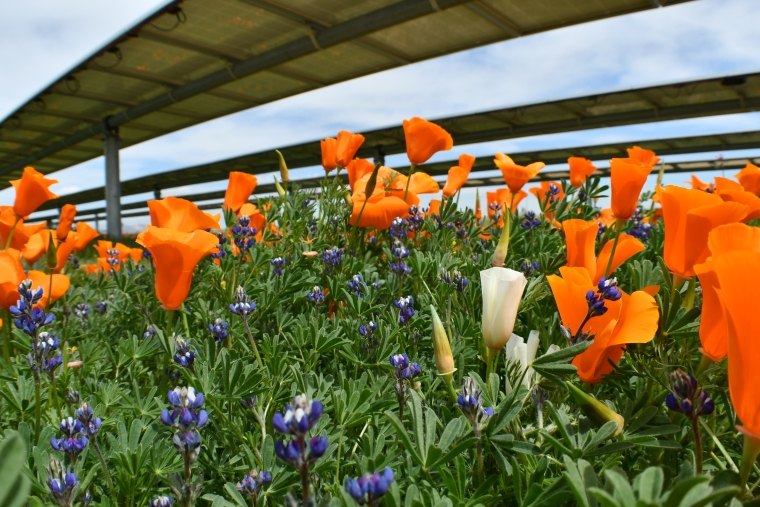 Various flowers thriving beneath solar panels 