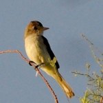 Southwestern Willow Flycatcher