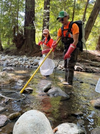 Electrofishing with the Big Sur crew (Assistant Staff Biologist Nina Jackson in photo) as part of a fish relocation project (photo credit Project Biologist Kat Calderala)