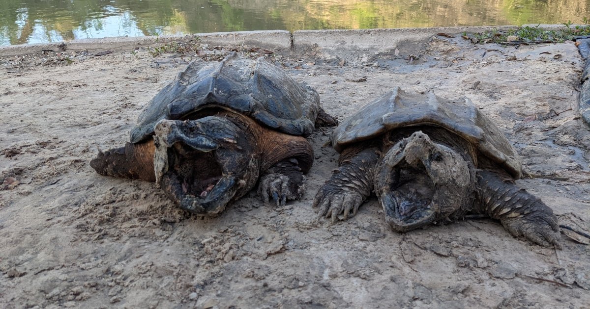 Regulatory Alert Alligator Snapping Turtle Proposed For Listing As Threatened Swca 